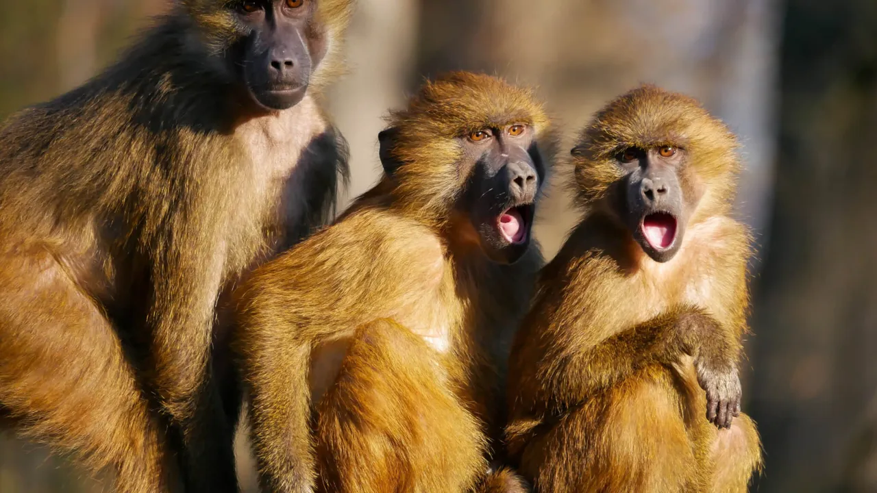 Baboon bonds: new study reveals that friendships make up for a bad start in life