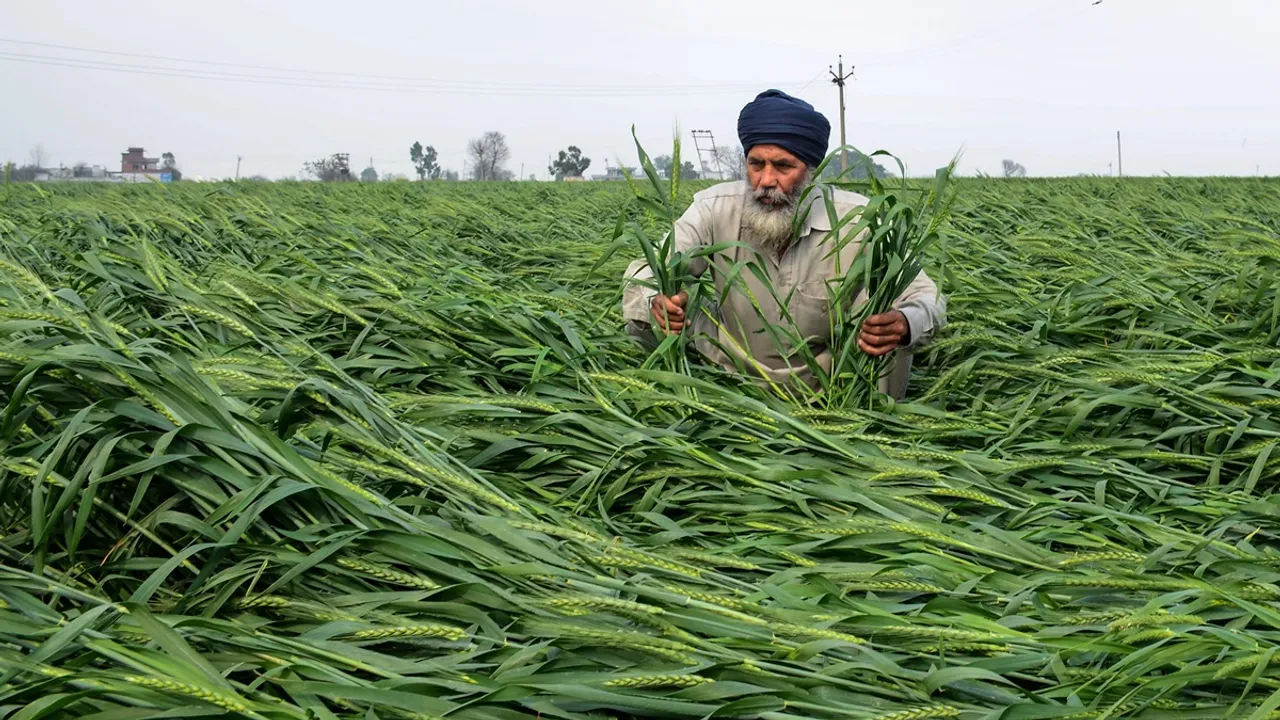 A farmer checks his damaged wheat crop flattened by strong wind and rain on the outskirts of Amritsar