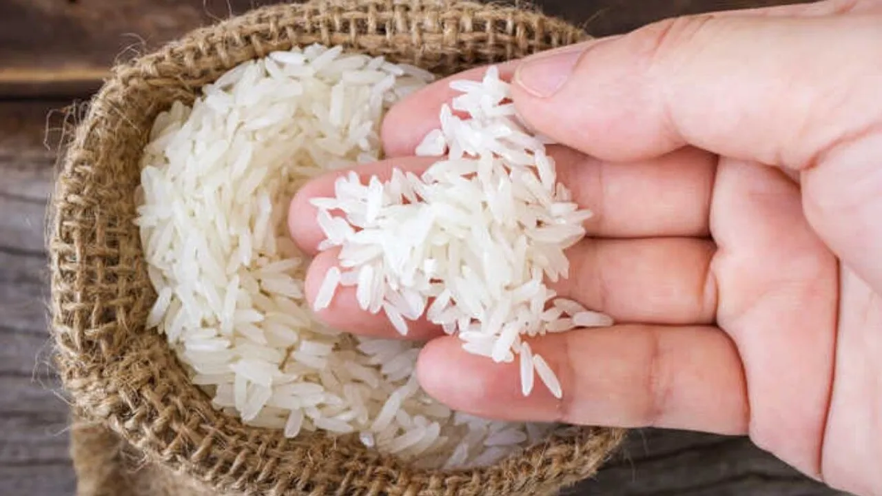 rice grains in hand