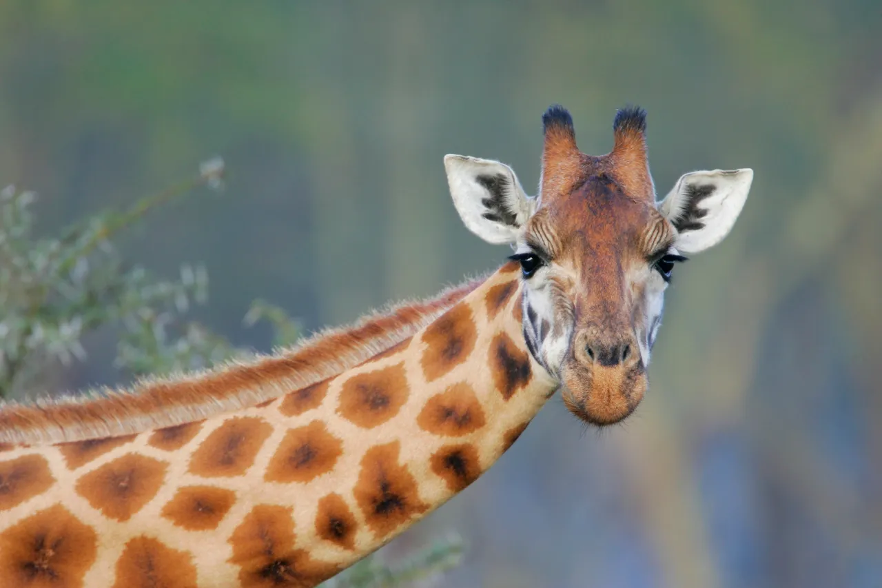 Giraffes could go extinct – the five biggest threats they face