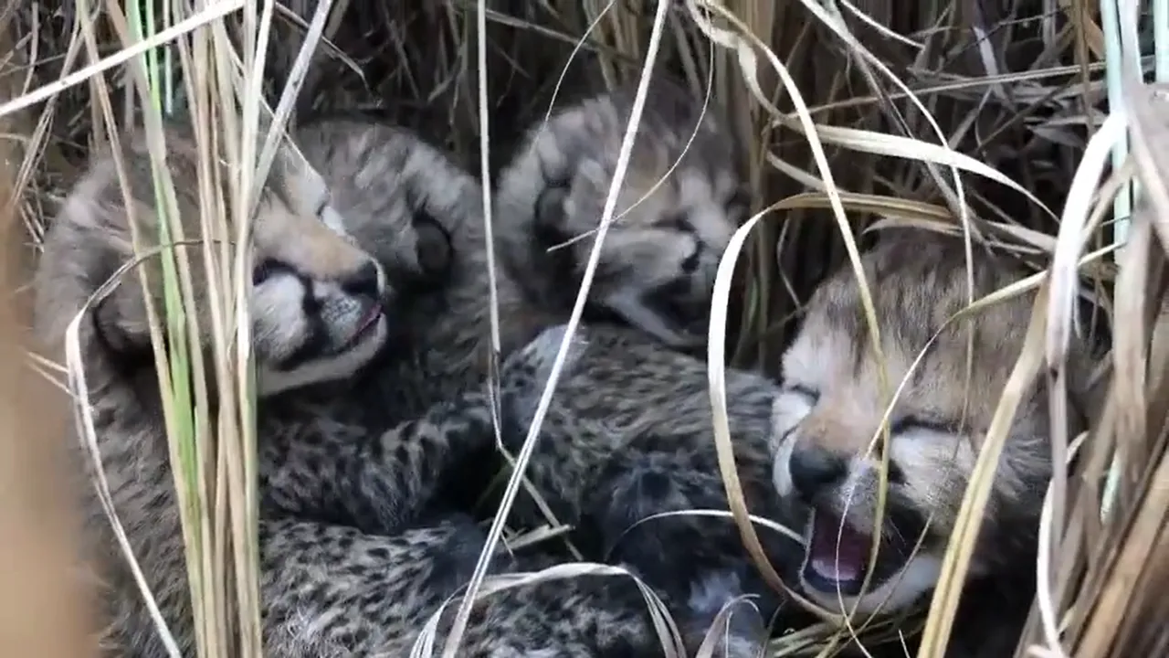 Two more cheetah cubs die at Kuno National Park in MP