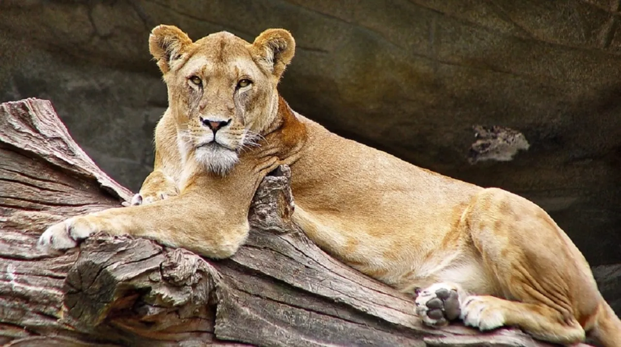 Lioness hit by train in Gujarat's Amreli dies; 3rd incident this month