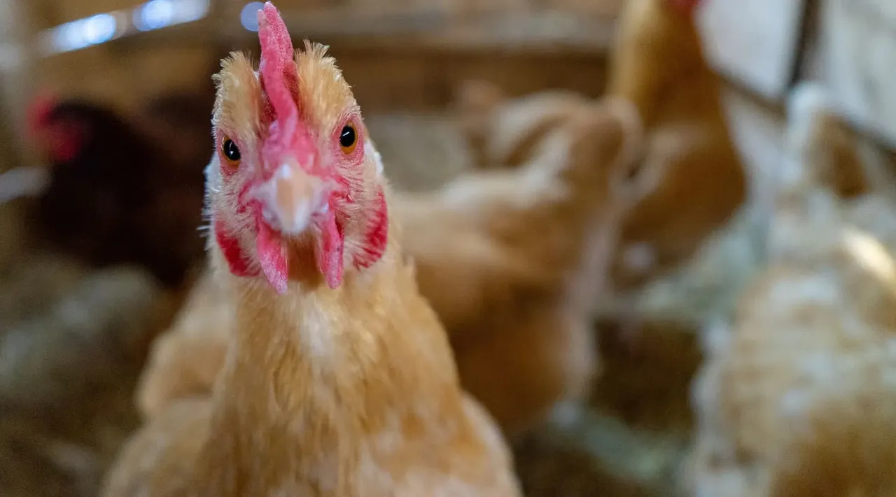 South Africa culls nearly 2.5M chickens in effort to contain bird flu outbreaks