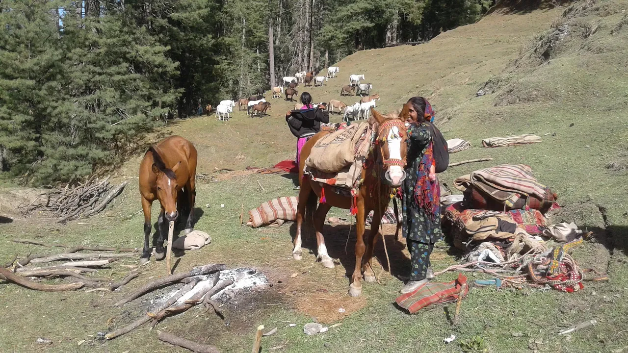 4 members of nomadic family dead as tree falls on tent in Kishtwar