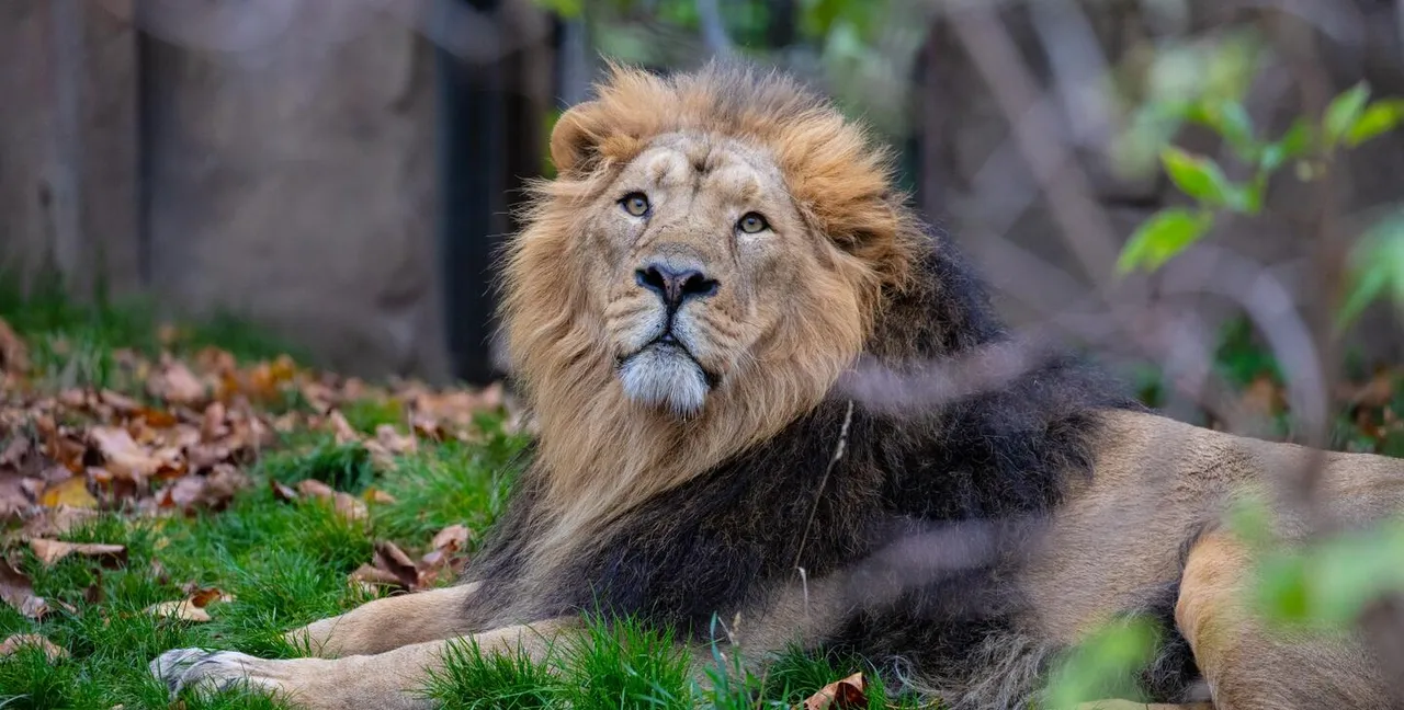 Asiatic lion.jpg