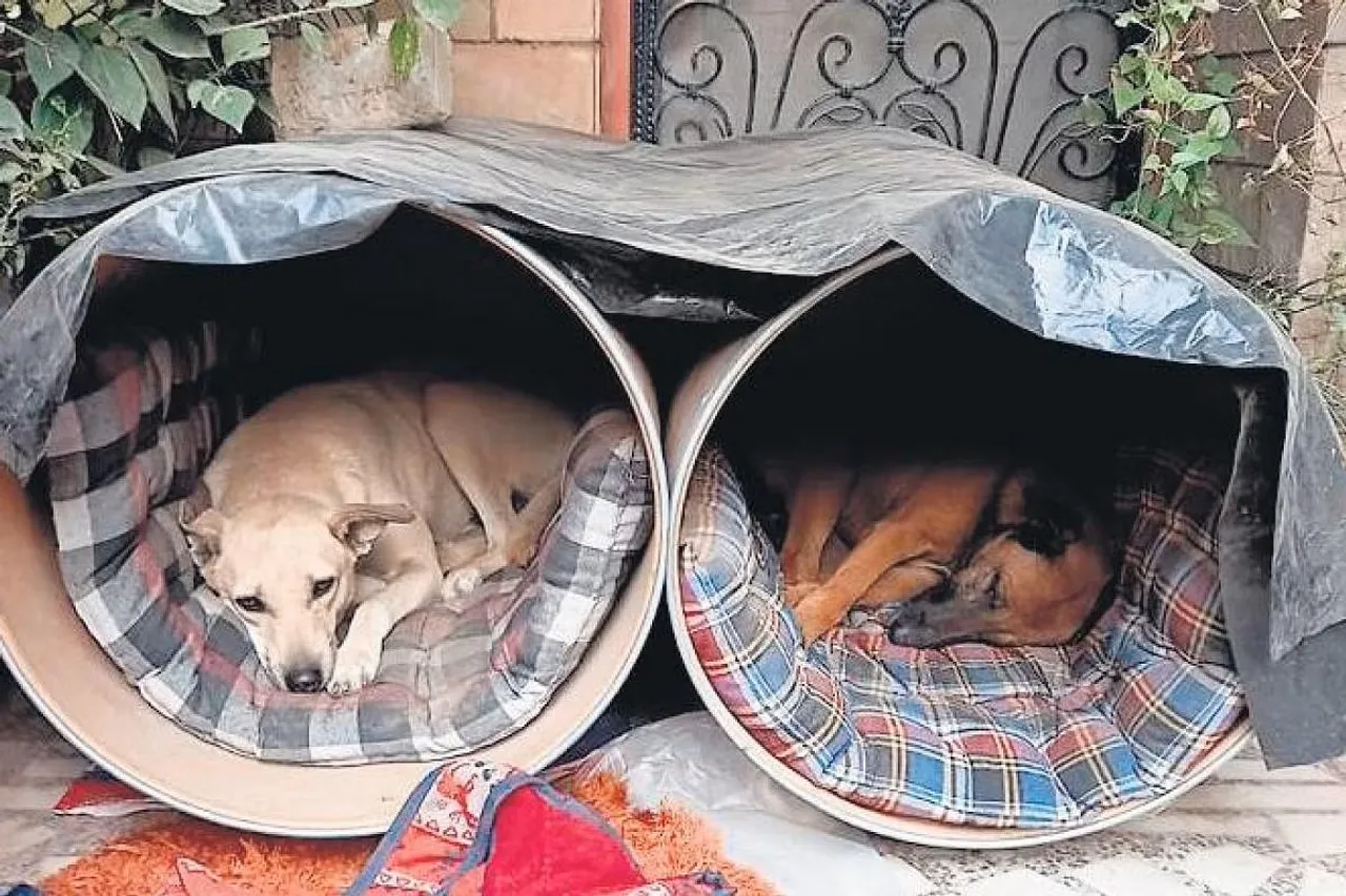 Noida NGO turns saviour for stray dogs in Delhi amid cold wave
