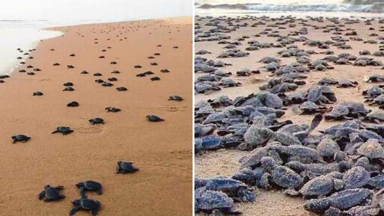 Olive Ridley Odisha