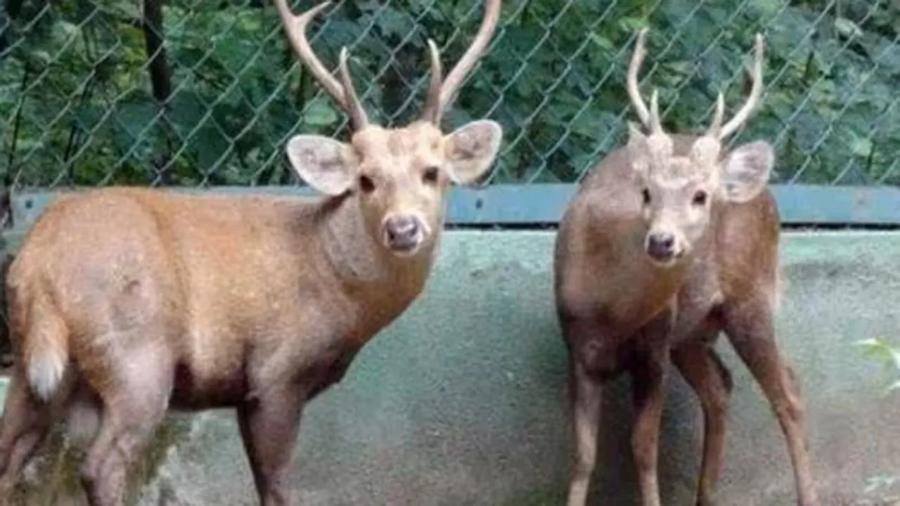 Hog deer spotted for first time in Uttarakhand's Rajaji Tiger Reserve