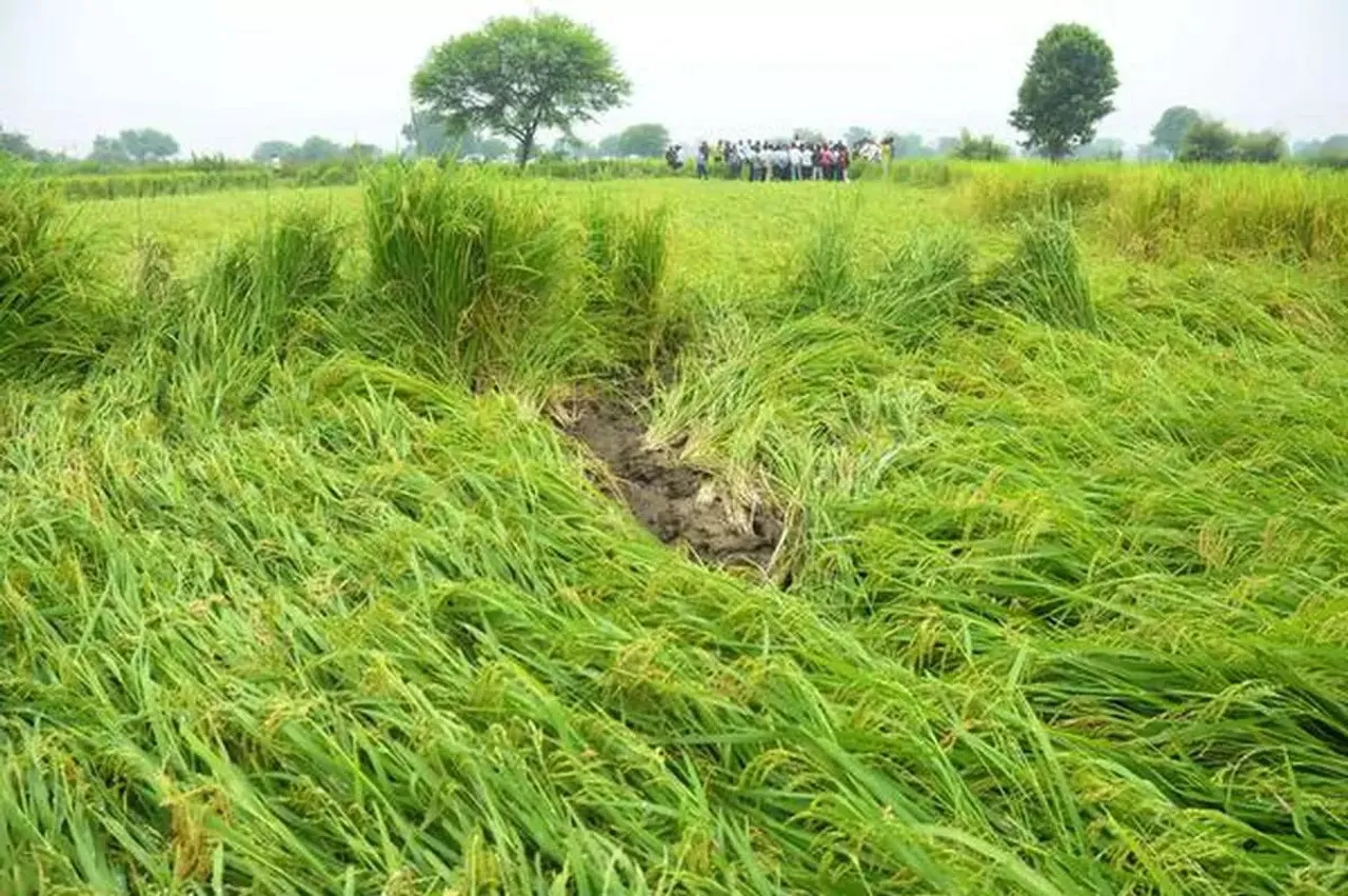 rains damage Kharif crops agriculture Rainfall