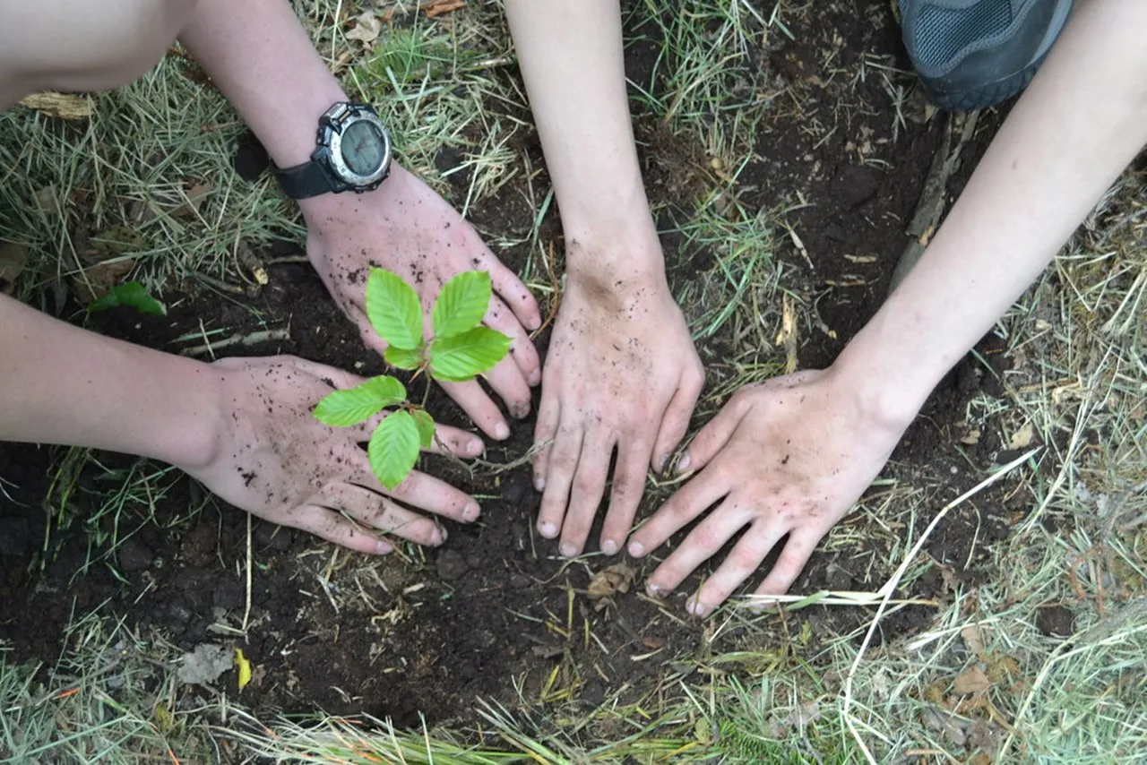 tree plantation.jpg