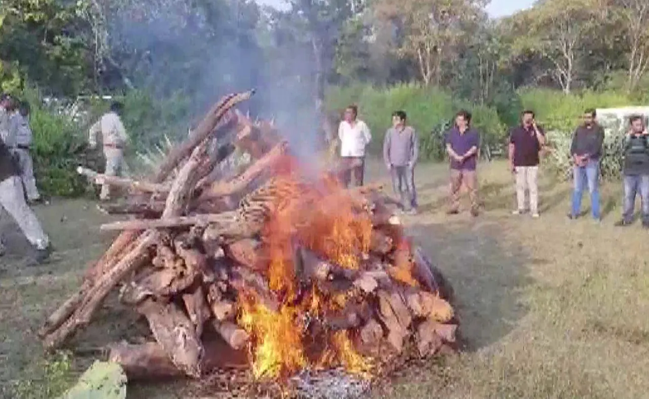 Last rites of Tiger found dead in Bandhavgarh reserve