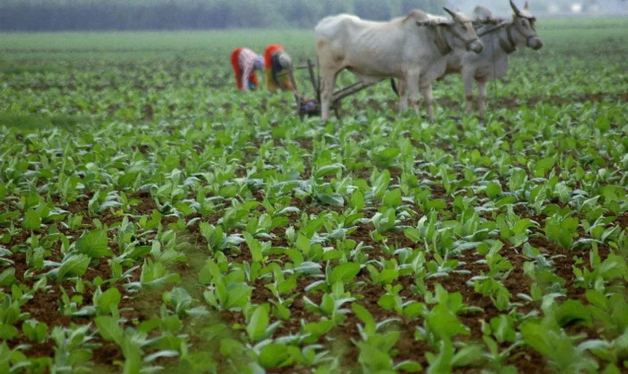 Tobacco Crop Farmer Agriculture