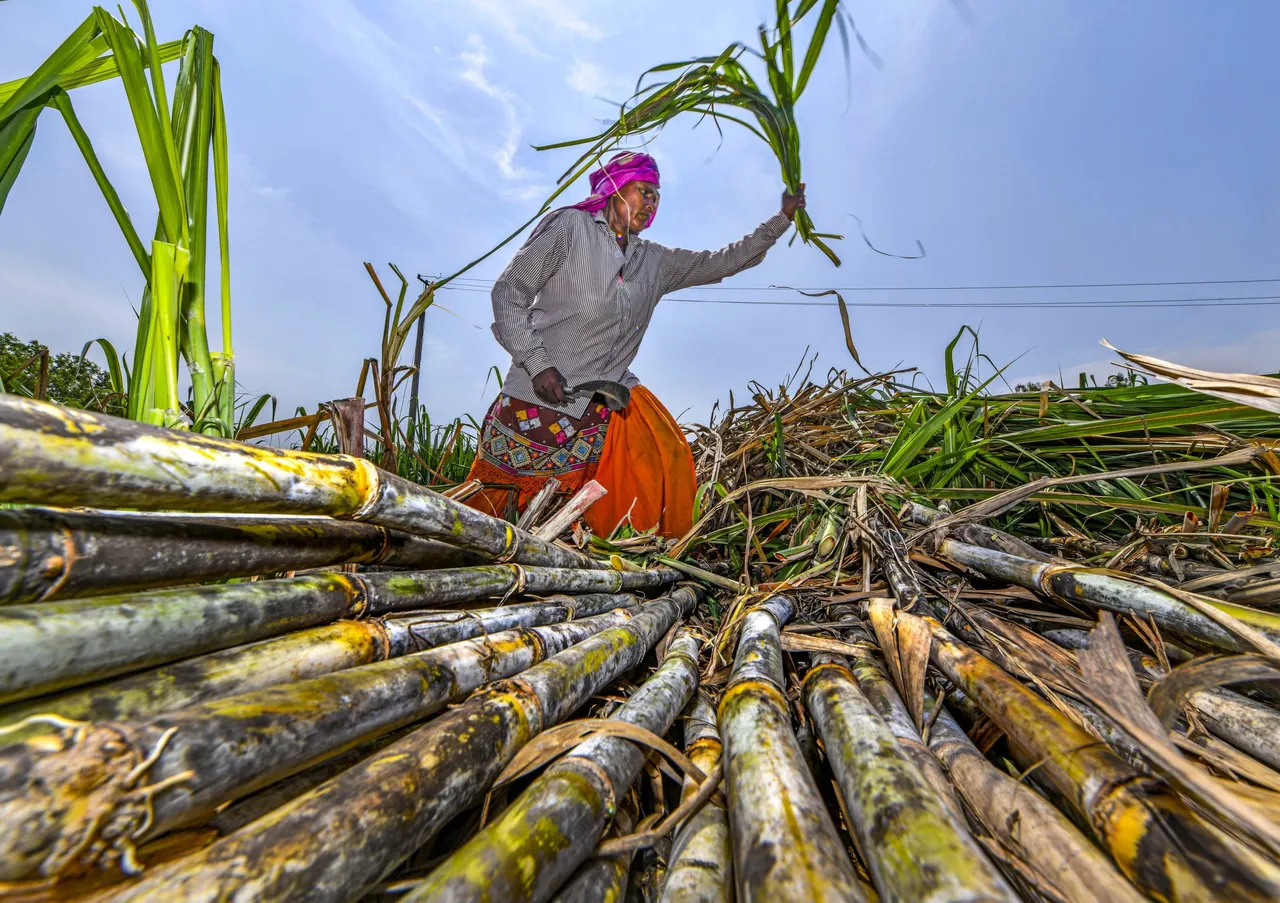 Govt hikes sugarcane FRP