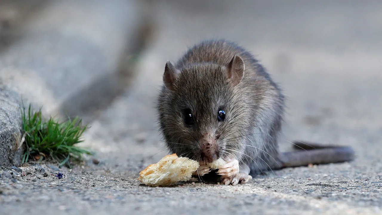 Rats are more human than you think – and they certainly like being around us
