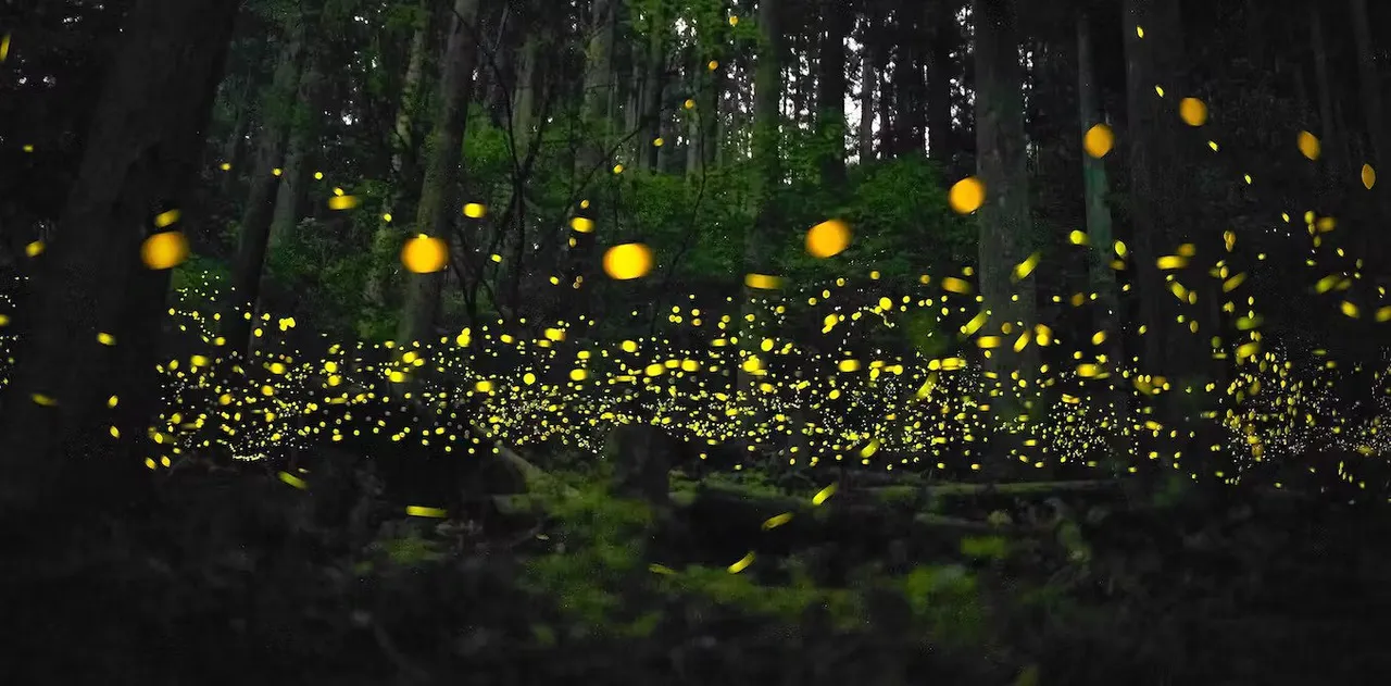 Fireflies.jpg
