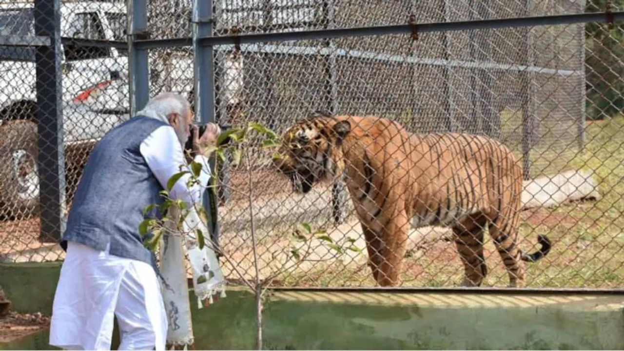 Narendra Modi Project Tiger