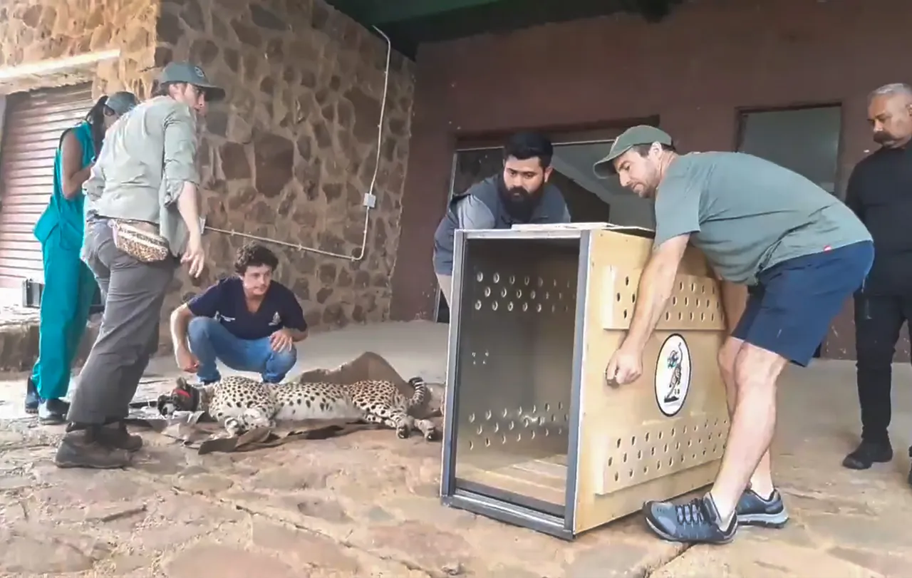 12 cheetahs set to arrive in Madhya Pradesh from South Africa