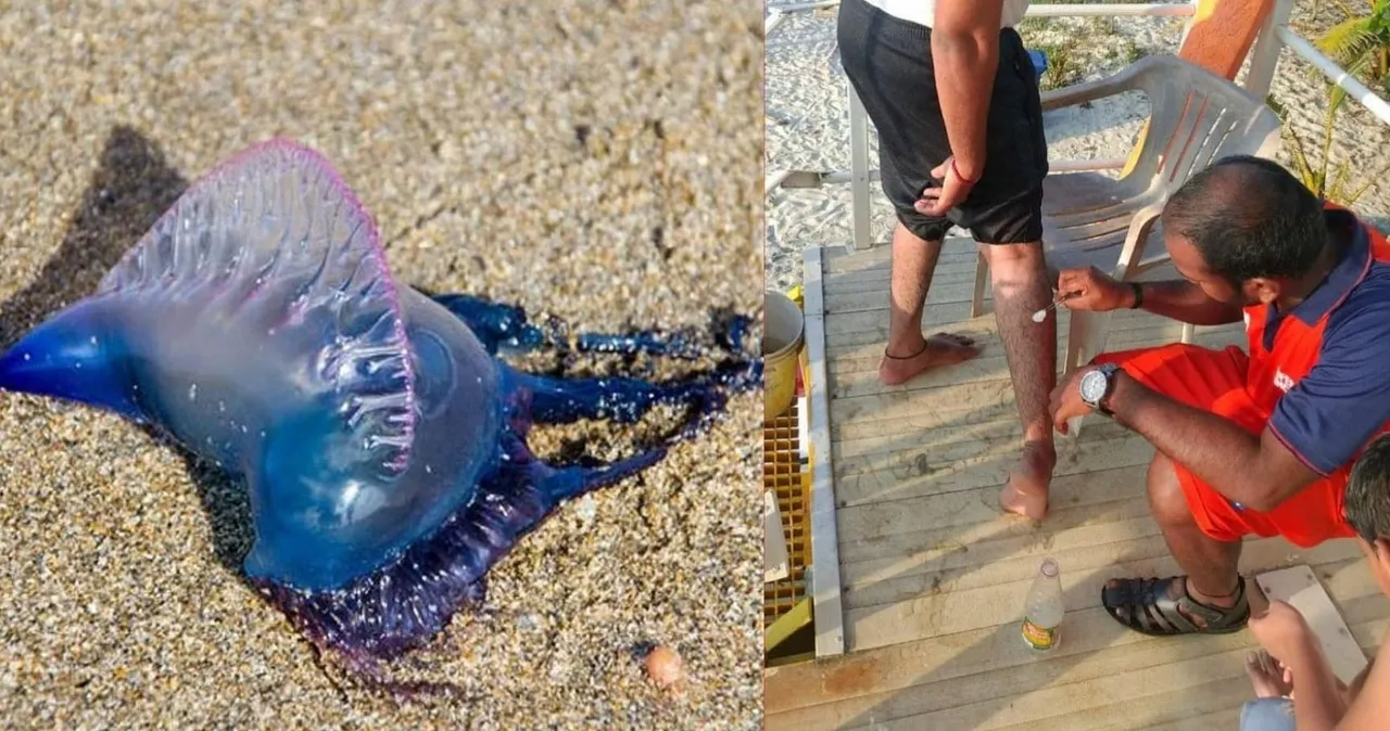 Jellyfish goa beah.jpg