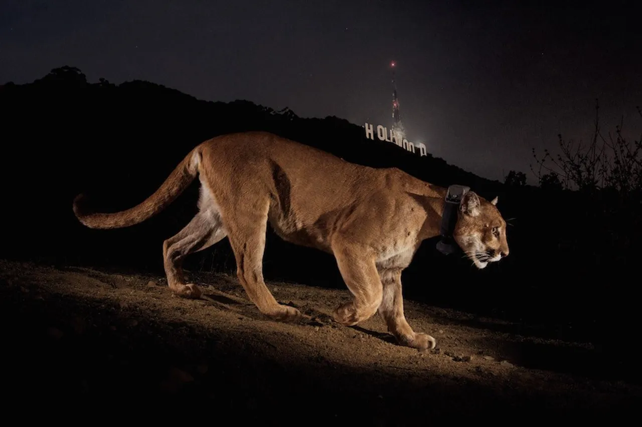 Famous Hollywood mountain lion captured after killing a dog