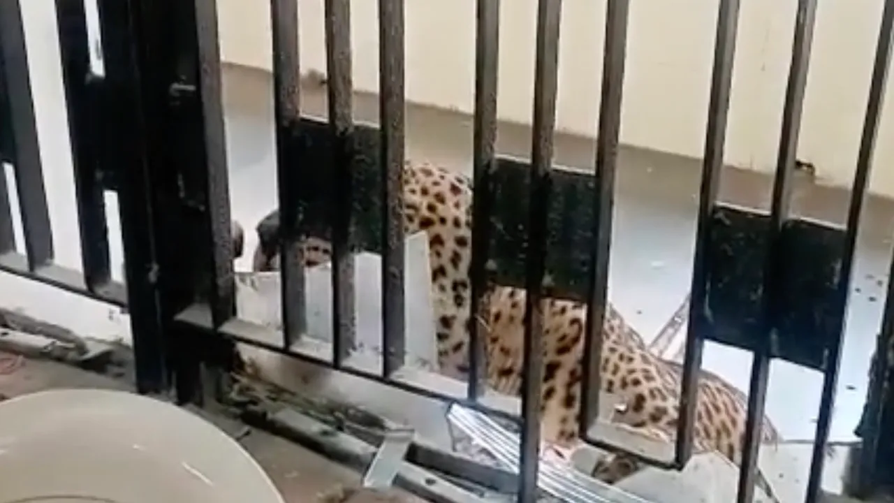 Leopard in Ghaziabad court