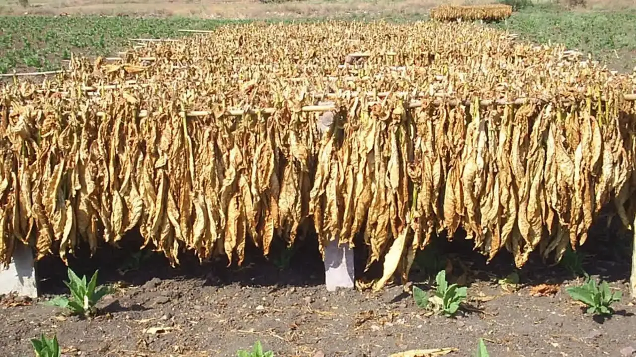 tobacco growing farming