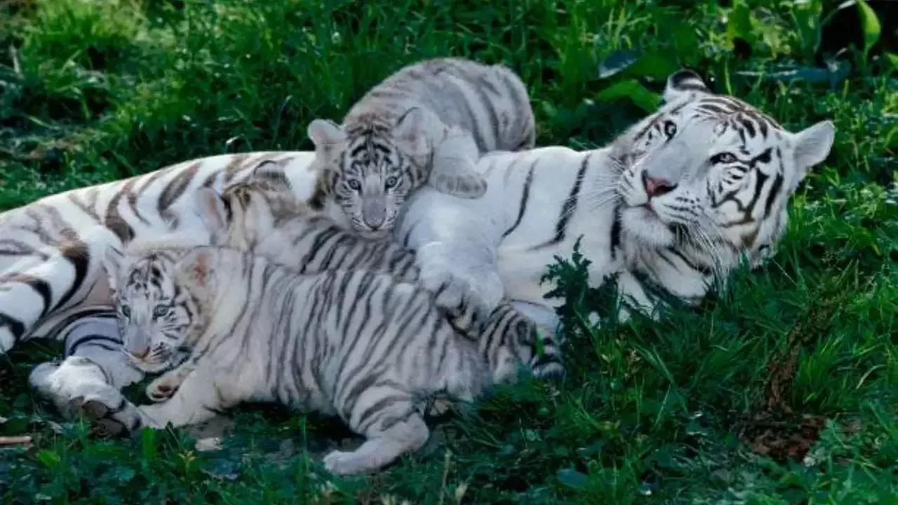 Maitri Bagh Zoo White Tiger