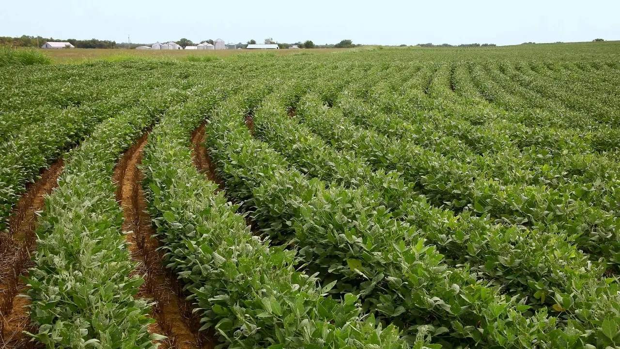 soybean crop.jpg