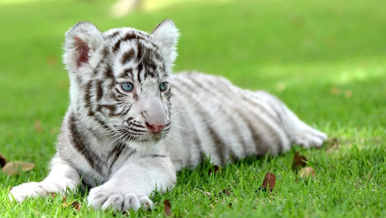 White tiger cub dies six days after birth in Aurangabad zoo