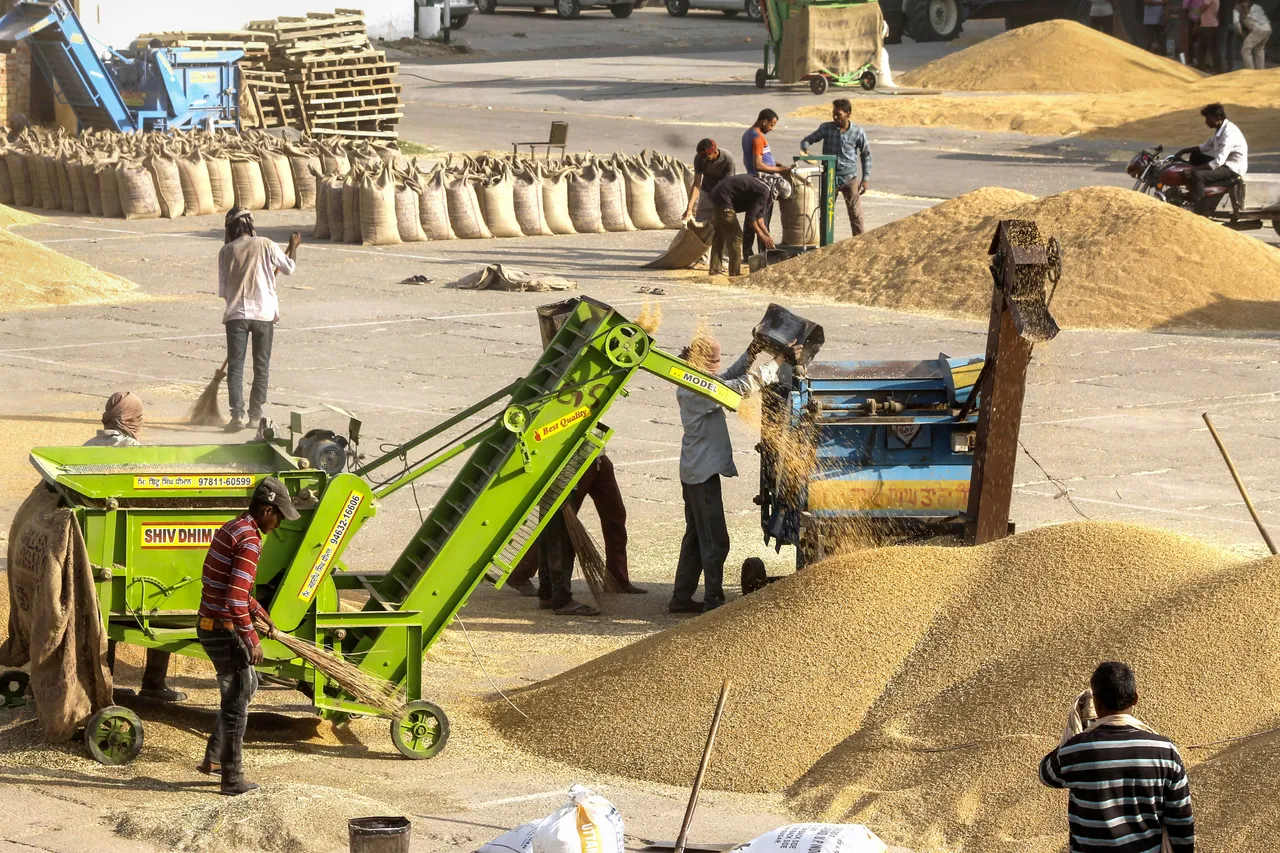 Govt's wheat procurement down 18% at 41 lakh tonne; arrivals in mandis improving
