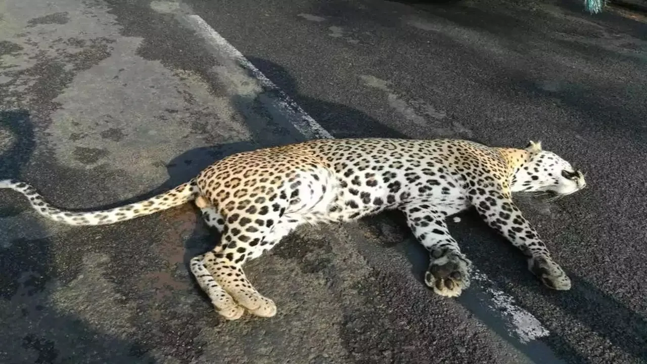 Leopard accident.jpg