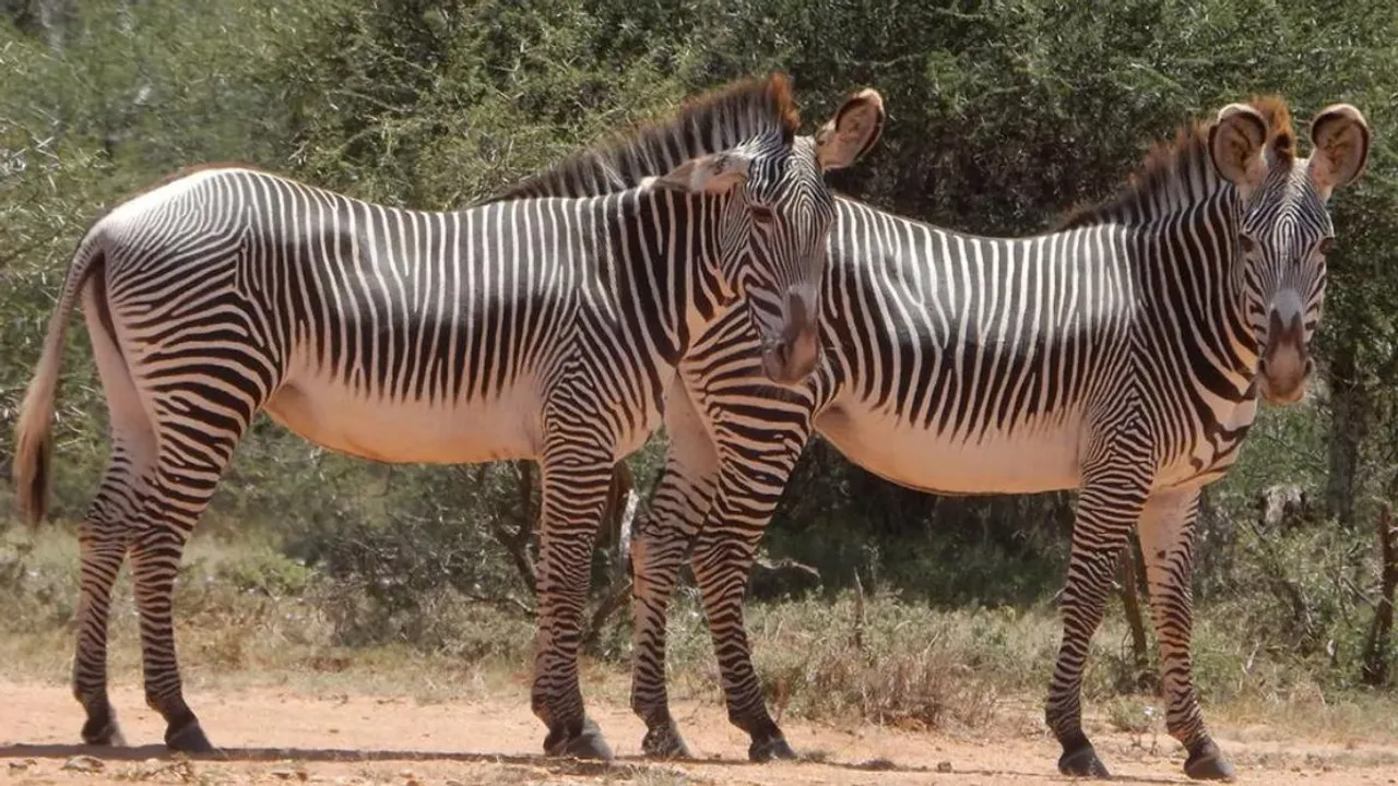 animals zebra zebras