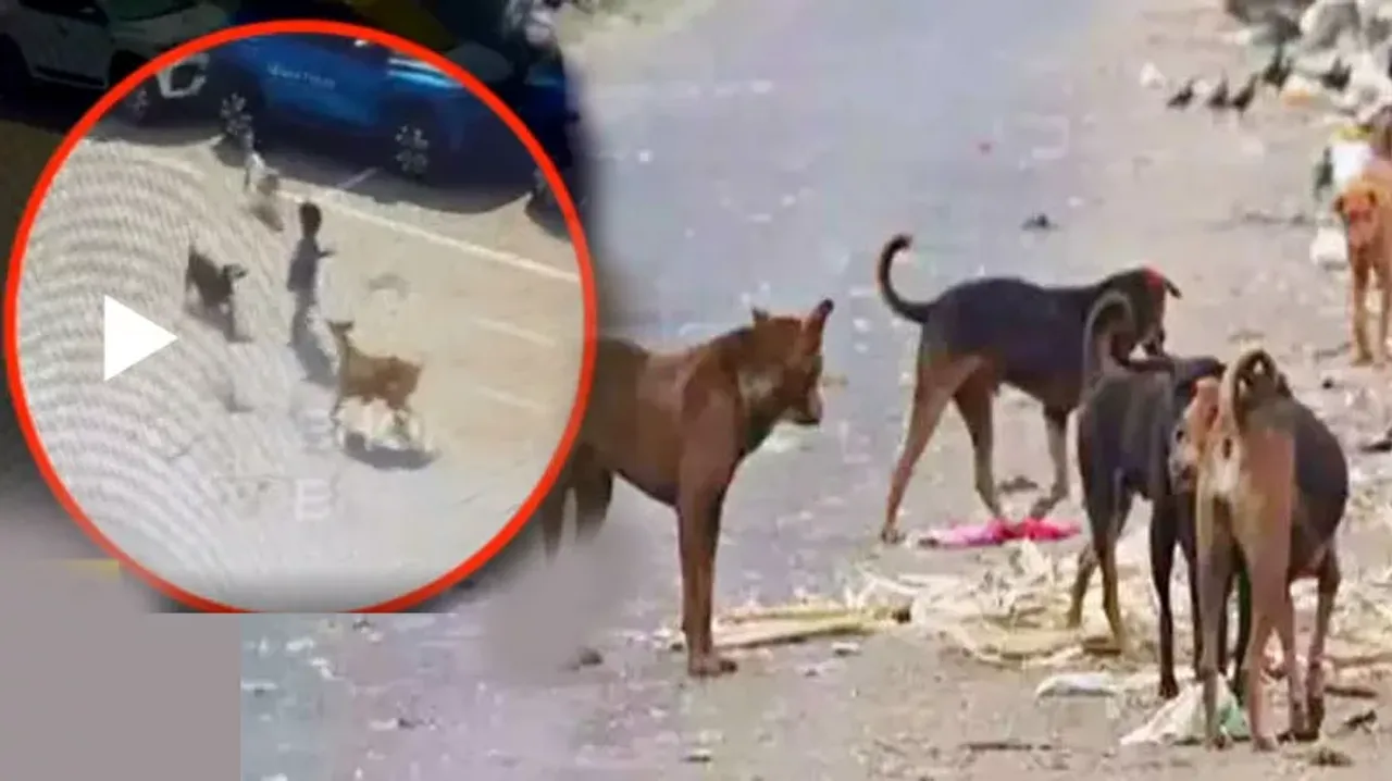 4yearold boy mauled to death by stray dogs in Hyderabad