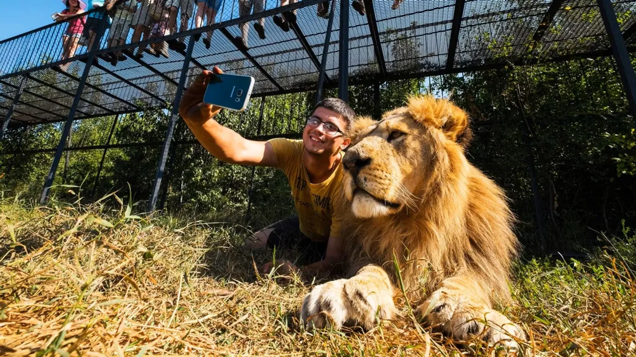 Man clicking a selfie with a lion