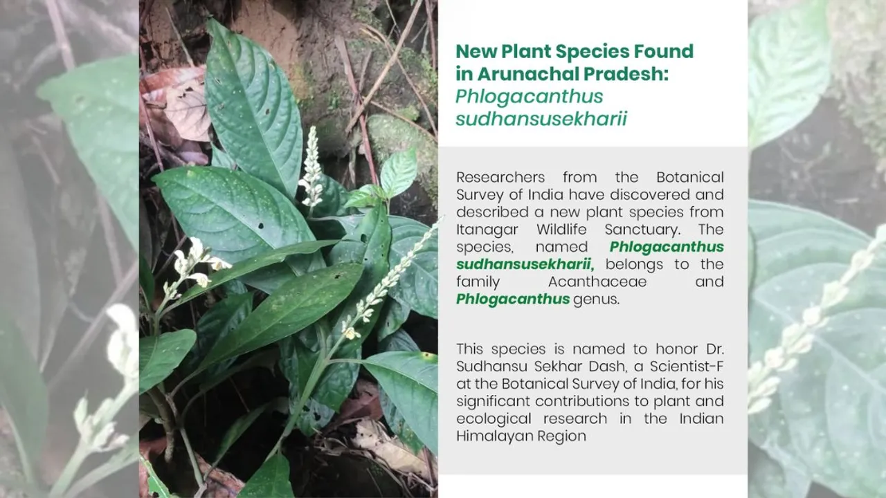 Phlogacanthus sudhansusekharii, the new plant species