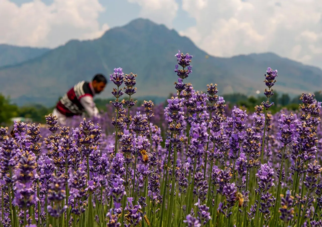 After 'purple revolution', CSIR scientists focus on medicinal properties of lavender