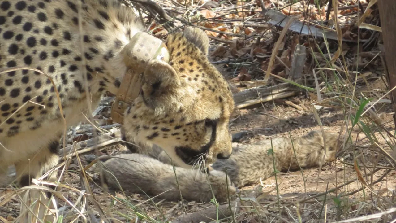 6 cubs born to cheetah Gamini at Kuno park, not 5: Union minister Bhupender Yadav