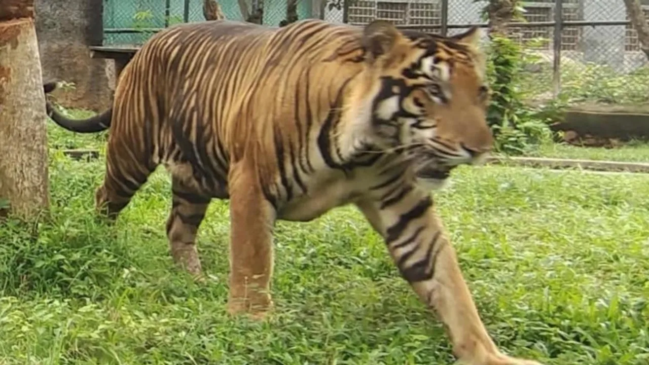Royal Bengal tiger brought in Jambu Zoo, Jammu