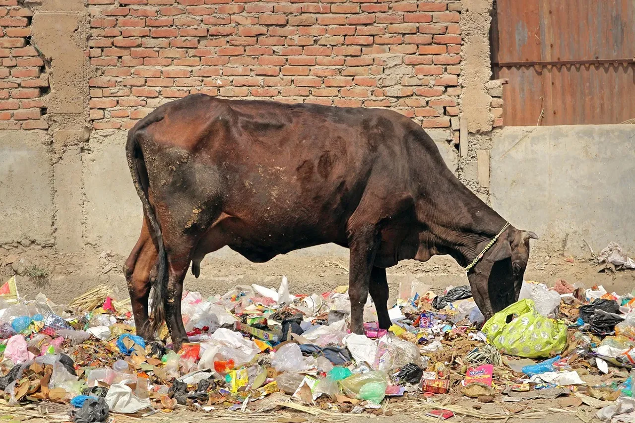  cow eating plastic.jpg