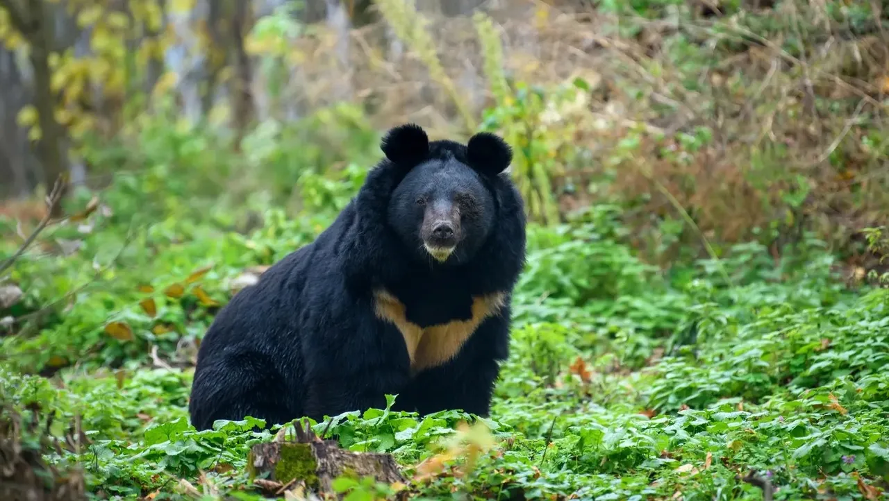 Survey on Asiatic black bears in Arunachal's Pakke Tiger Reserve begins