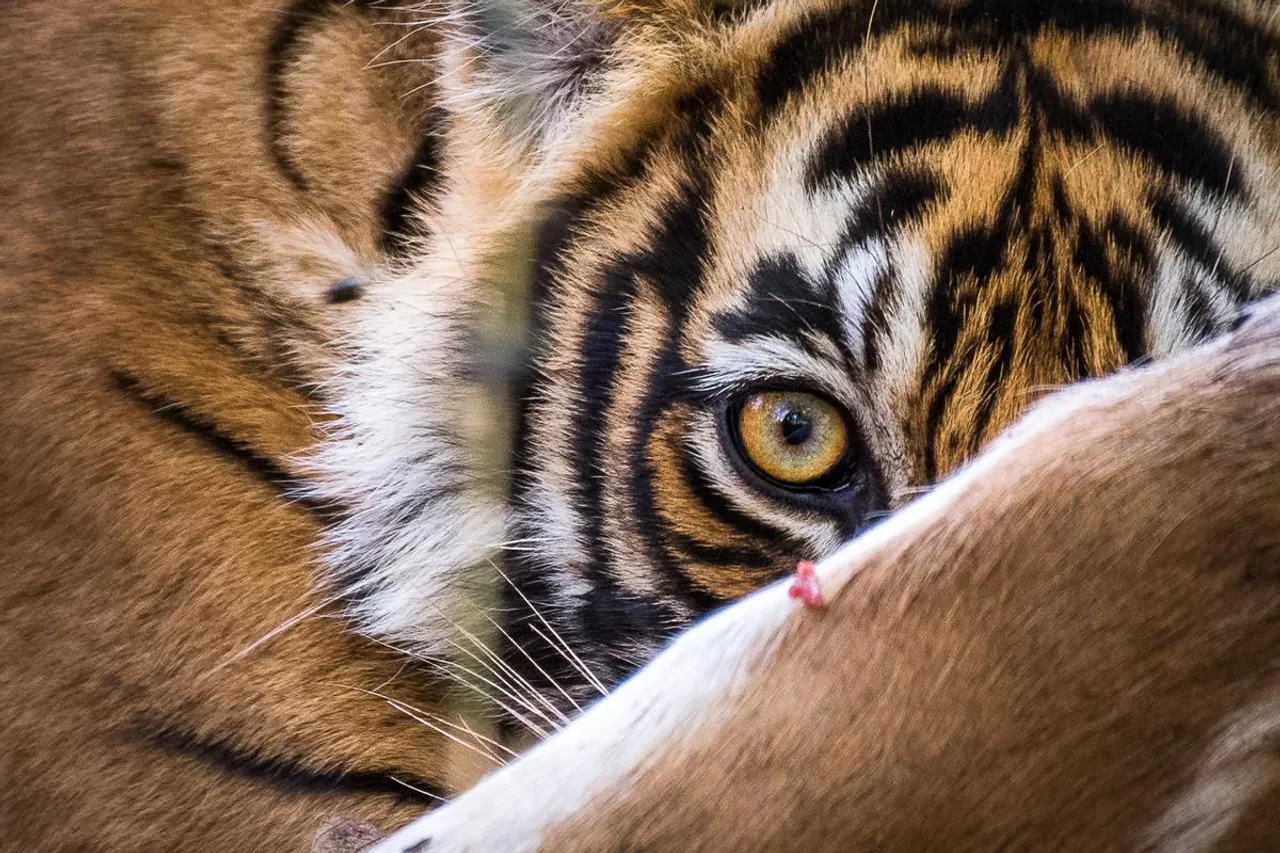 Tiger poaching maharashtra.jpg