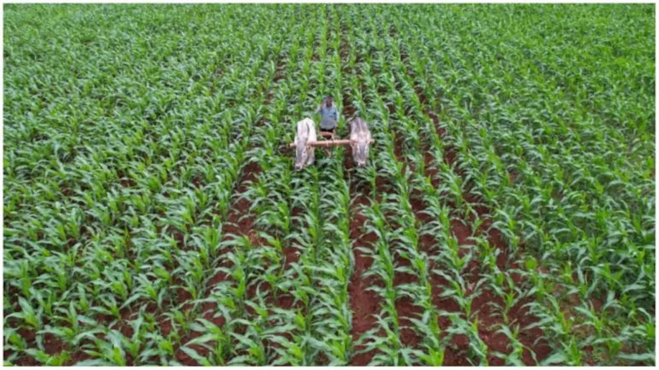 India needs to usher in Green Revolution 2.0 to promote less water-intensive crops: GTRI