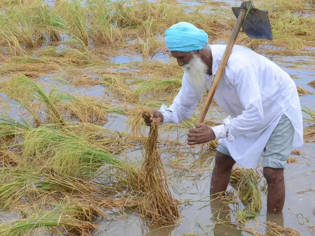Punjab floods damage crops.jpg