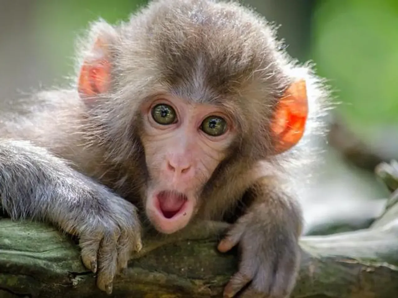 Monkey.webp