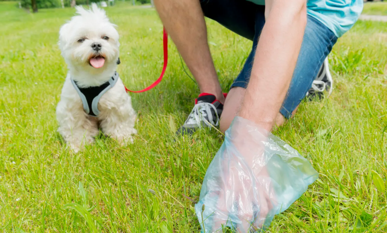 Is leaving dog poo in the street really so bad? The science says it’s even worse than you think