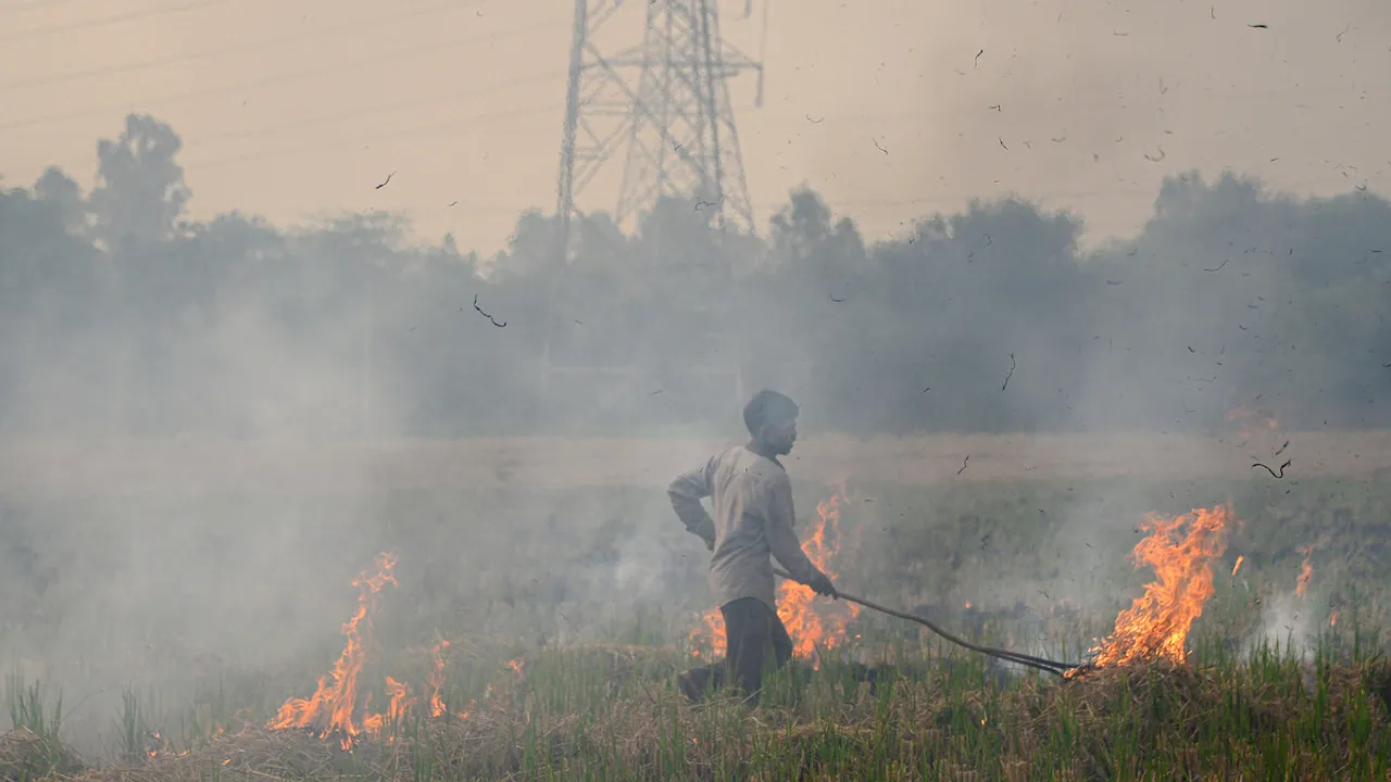A farmer burns paddy stubble at a field, near Jalandhar, Tuesday, Oct. 31, 2023.