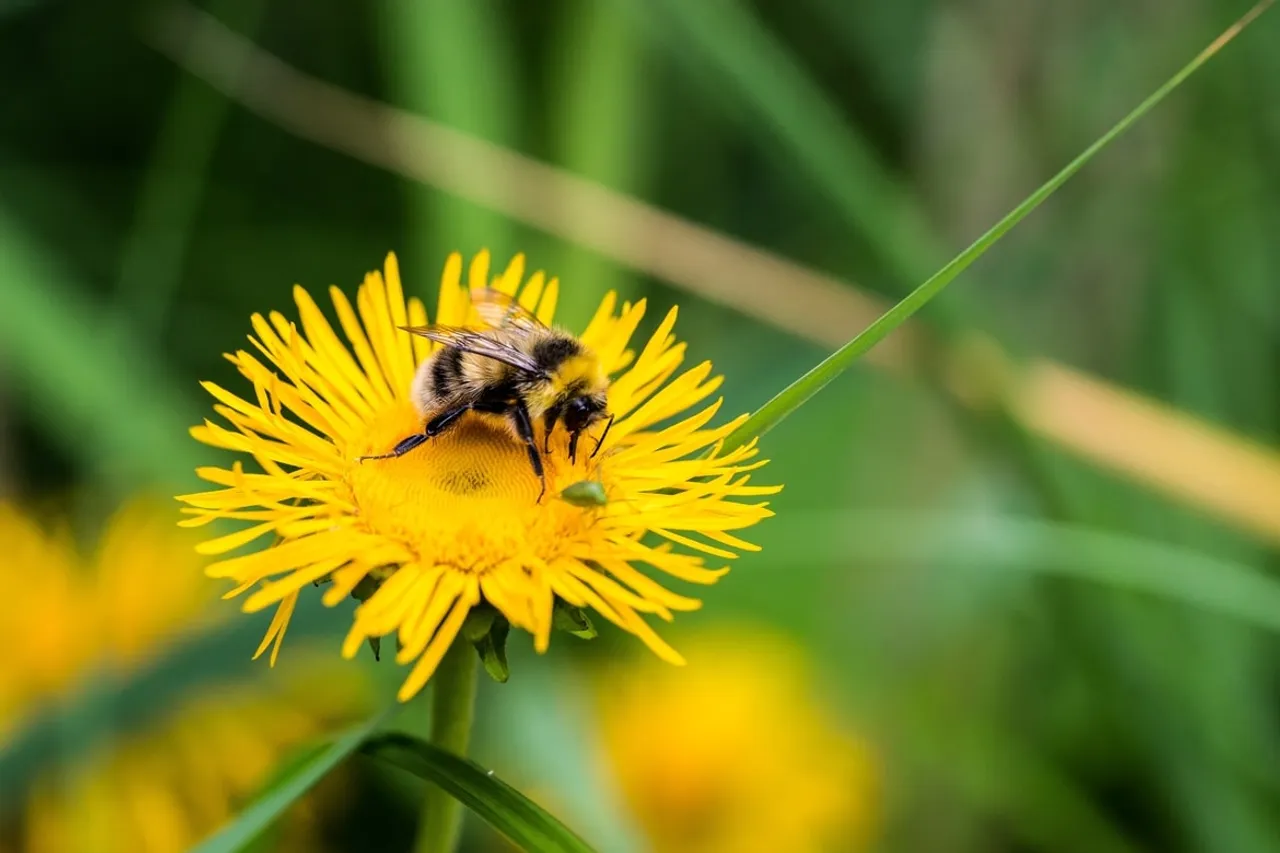Dandelions are lifeline for bees on the brink – we should learn to love them
