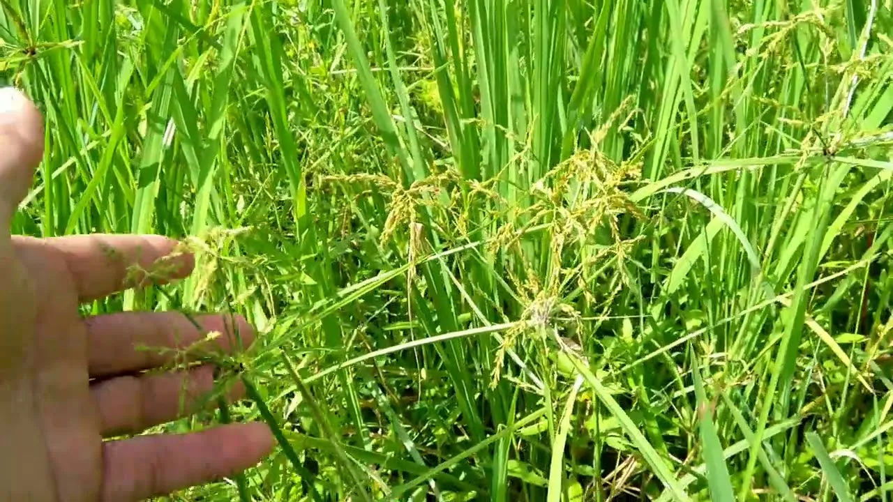 weeds in paddy.jpg