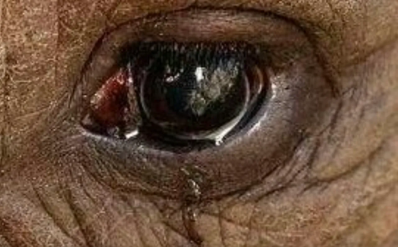 Erying elephant tears in eye