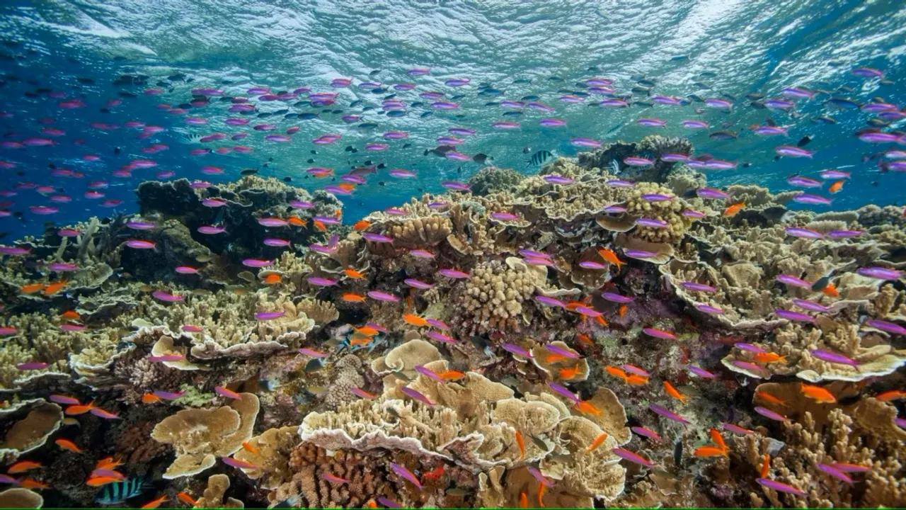 There’s a hidden source of excess nutrients suffocating the Great Barrier Reef