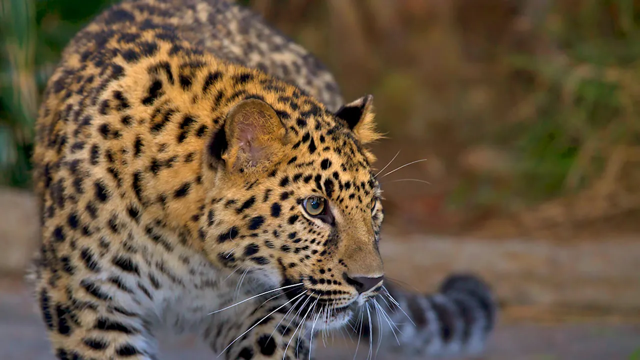 Adult leopard.jpg